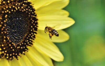 World Bee Day: 20 May