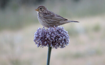 South Warwickshire: Funded Project to Improve Spaces for Nature
