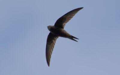Swift Action Across South Warwickshire