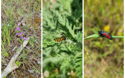 Natural Capital Assessments for Local Councils