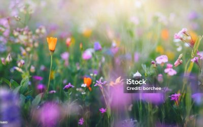 Warwick District Council – Community Climate and Nature Fund